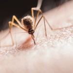 Ilustrasi nyamuk mengigit kulit (ANTARA/Pexels/ Jimmy Chan)-1698132153
