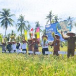 Kegiatan panen raya padi di Kabupaten Mempawah (ANTARA/Dedi)-1697448411