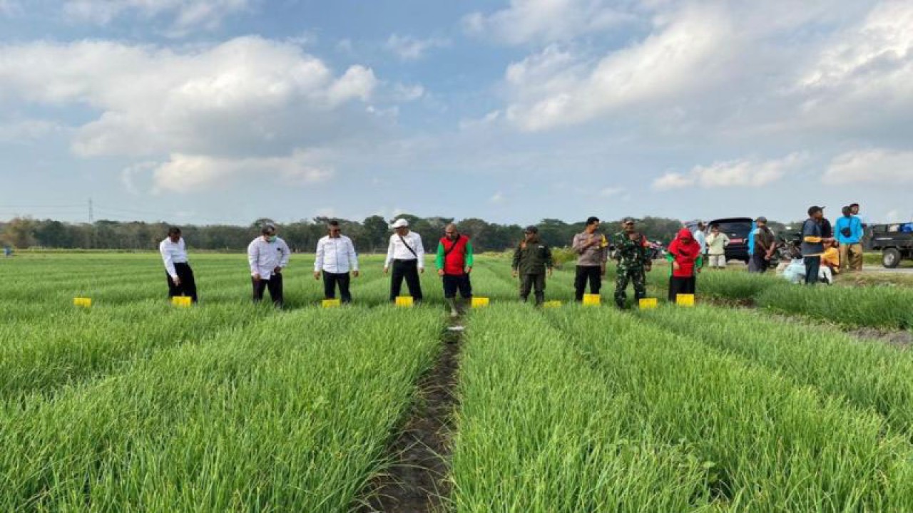 Lahan pertanian di Kulon Progo. (ANTARA/Sutarmi)