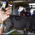 Sapi-1698399414