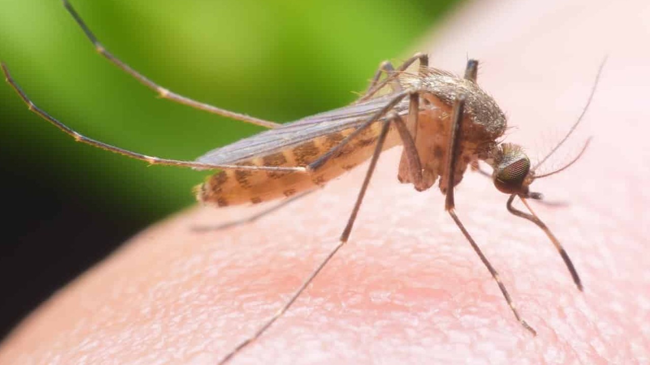 Ilustrasi seekor nyamuk sedang menghisap darah manusia. (net)