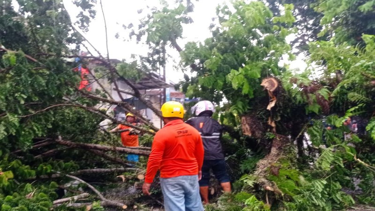 Pohon besar di Jalan Ir Djuanda Rangkasbitung Kabupaten Lebak belum lama ini roboh akibat diterjang hujan lebat disertai angin kencang dan petir/kilat. ANTARA/Mansyur