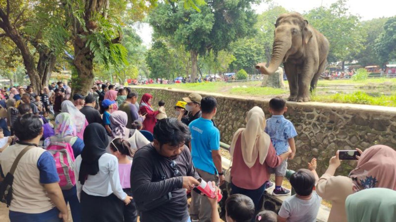 Sejumlah pengunjung melihat Gajah di Taman Margasatwa Ragunan, Jakarta, Senin (25/12/2023). ANTARA/Bayu Pratama Syahputra.