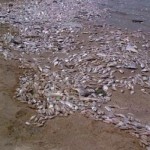 Ilustrasi ribuan ikan mati. (Foto: Istimewa)-1702186227