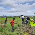 Petani sedang melakukan berburu hama tikus. ANTARA/HO-Dinas Pertanian Agam-1702540770