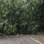 Pohon tumbang tutup ruas jalan di Agam. (18/12/2023). Antara/HO-BPBD Agam.-1702884291