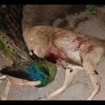 Polres Situbondo limpahkan kasus perburuan liar ke kejaksaan-1702452165