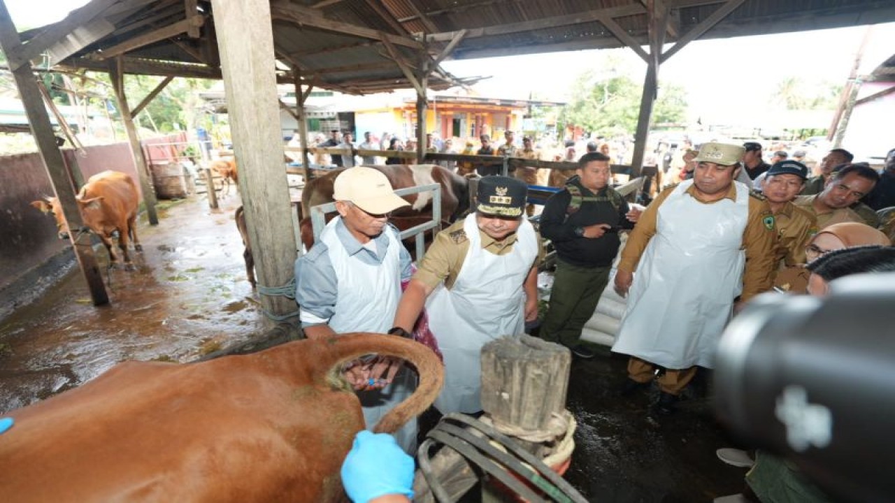 Pj Gubernur Sulsel Bahtiar Baharuddin (tengah) didampingi Bupati Maros Chaidir (kanan) melakukan praktik inseminasi buatan di Maros, Selasa (30/1/2024). ANTARA/HO-Humas Pemprov Sulsel