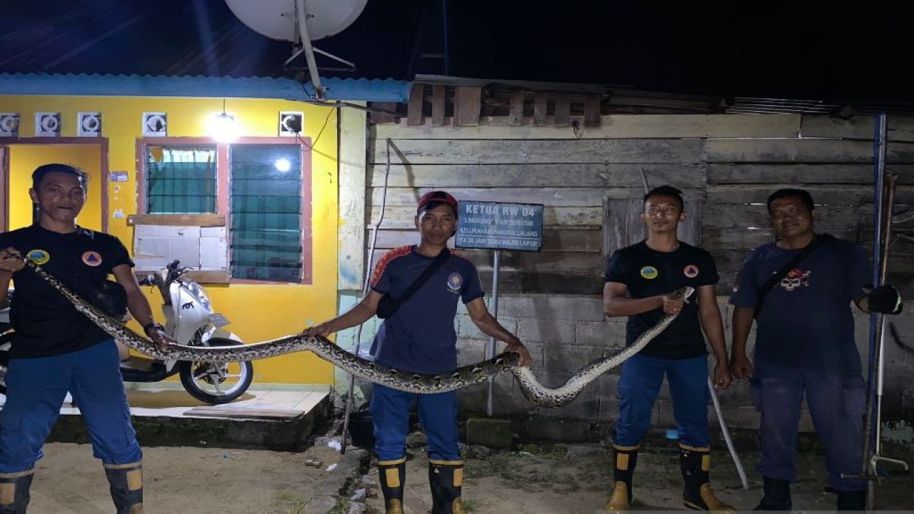 Tim Damkar BPBD Belitung berhasil mengevakuasi ular sanca sepanjang empat meter dari atas plafon kamar rumah warga jalan Sudirman, RT.08/RW.04, Kelurahan Kota, Kecamatan Tanjung Pandan (ANTARA/Kasmono-Apriliansyah)