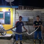Damkar BPBD Belitung evakuasi ular sanca empat meter dari rumah warga-1706600753