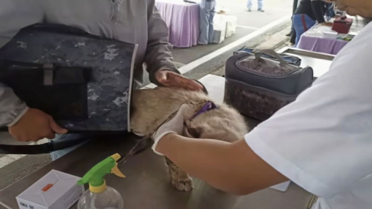 Ilistrasi-Salah satu hewan penular rabies sedang dilakukan vaksinasi rabies oleh petugas. (ANTARA/Dian Hadiyatna)