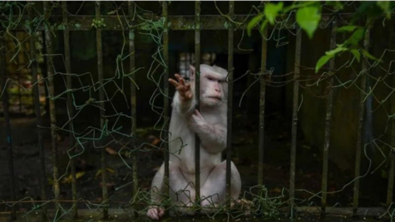 Seekor monyet ekor panjang (Macaca fascicularis) berada dalam kandang yang rusak di Medan Zoo, Sumatera Utara, Kamis (18/1/2024). (Dok ANTARA)