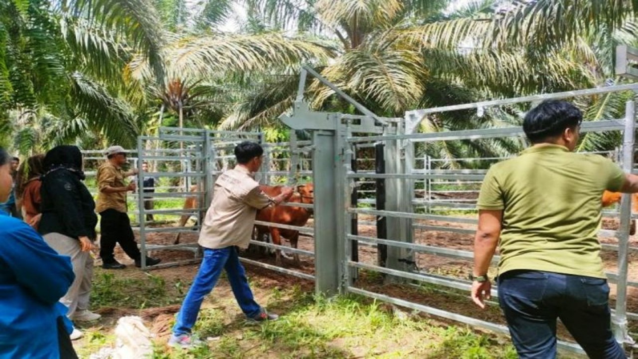Pemeriksaan kesehatan hewan ternak di lahan perkebunan Kabupaten Paser (ANTARA/ HO Disbunak Paser)