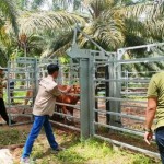 Pemeriksaan kesehatan hewan ternak di lahan perkebunan Kabupaten Paser (ANTARA/ HO Disbunak Paser)-1706605441