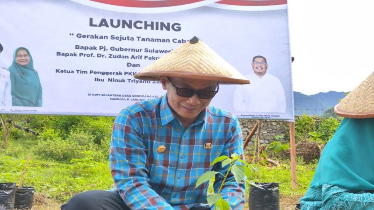 Penjabat Gubernur Sulbar Zudan Arif Fakrulloh saat meluncurkan gerakan penanaman sejuta cabai. (ANTARA/HO/Diskominfo Sulbar)