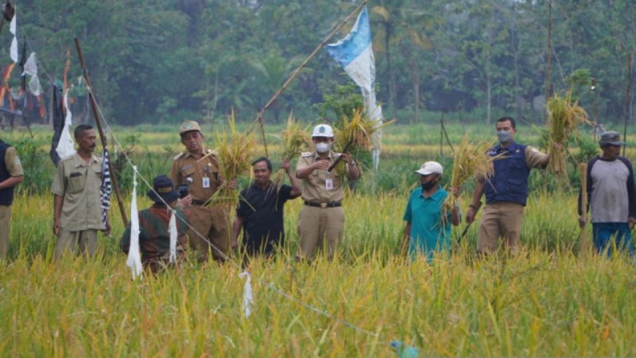 Petani di Kulon Progo panen padi. (ANTARA/Sutarmi)