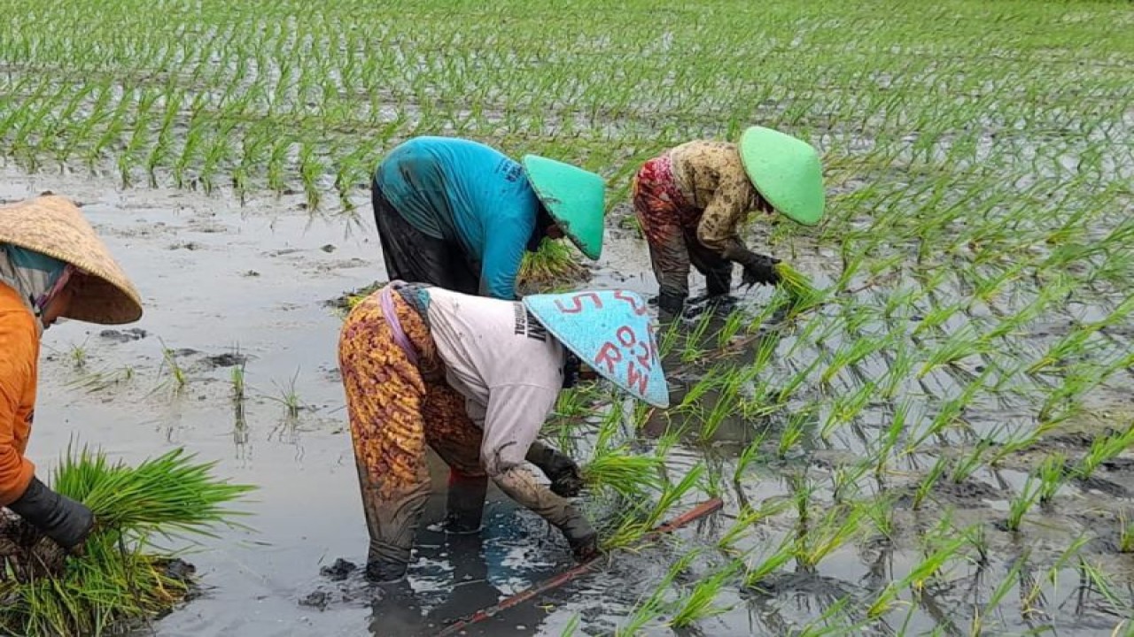 Petani Kabupaten Batang sedang bercocok tanam padi pada masa tanam pertama. (ANTARA/HO-Humas Kabupaten Batang)