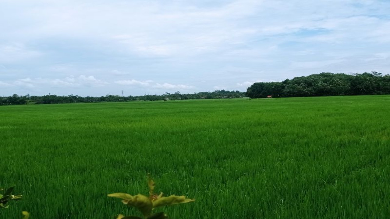 Areal persawahan di wilayah Kecamatan Cibadak Kabupaten Lebak terlihat hijau bantuan benih dari pemerintah pusat guna meningkatkan produksi pangan dan pendapatan ekonomi . ANTARA/Mansur