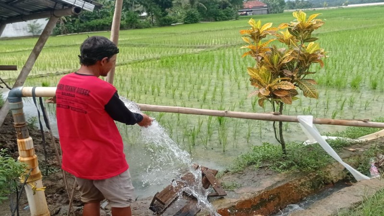 Seorang petani di Kabupaten Lebak memanfaatkan pompa satelit untuk mengaliri areal persawahan untuk mengatasi kekeringan.ANTARA/Mansyur