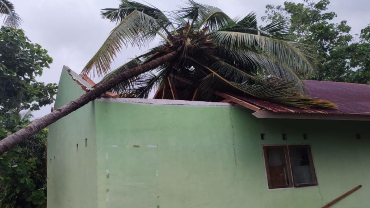 Pohon tumbang di atas rumah warga karena terjangan puting beliung di Desa Ile Padung, Kecamatan Lewolema, Flores Timur, NTT, Senin (22/1/2024). ANTARA/HO-Dokumentasi Pribadi