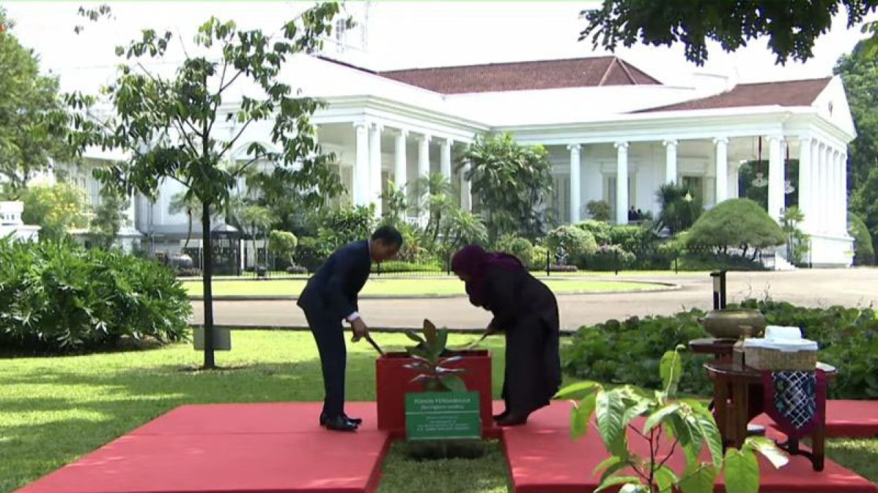 Tangkapan layar - Presiden Joko Widodo dan Presiden Republik Persatuan Tanzania Samia Suluhu Hassan menanam pohon perdamaian di Istana Kepresidenan Bogor, Jawa Barat, Kamis (25/1/2024). ANTARA/Andi Firdaus.