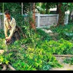 Sudin Tamhut Jaksel pangkas 22.584 pohon demi keselamatan warga-1705304029