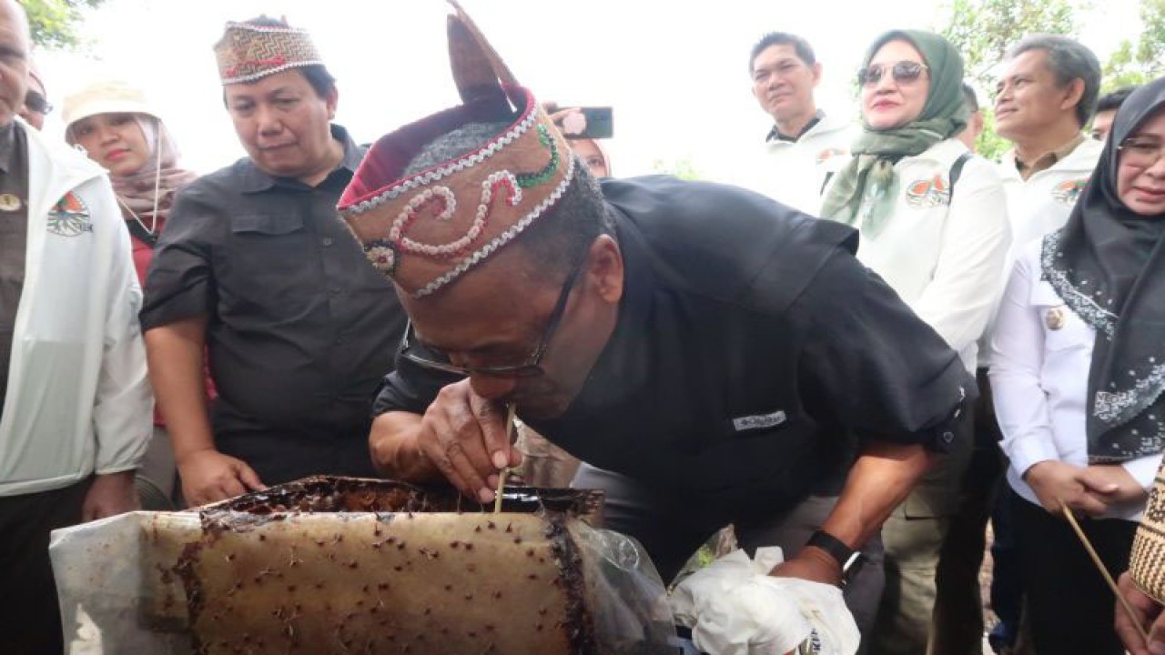 Kepala Dinas Kehutanan Amerika Serikat (USFS) Randy Moore menyesap langsung madu kelulut yang dibudidayakan oleh masyarakat melalui skema perhutanan sosial di Desa Tuwung, Kabupaten Pulang Pisau, Kalimantan Tengah, Rabu (24/1/2024). (ANTARA/Sugiharto Purnama)