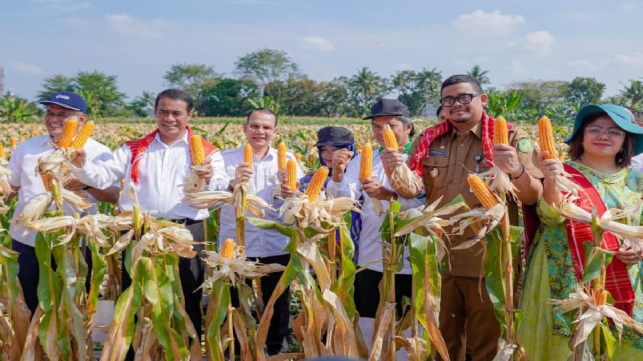 Menteri Pertanian (Mentan) Andi Amran Sulaiman (kedua kiri) sedang memanen jagung di Medan, Sumut, Senin (5/2/2024). ANTARA/HO-Diskominfo Kota Medan