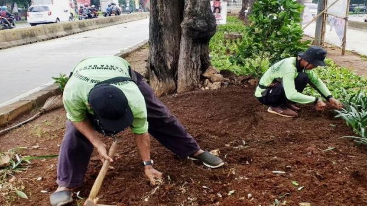 Petugas Penyedia Jasa Lainnya Perorangan (PJLP) Sudin Tamhut Jakbar menata jalur hijau di Jalan Kyai Tapa, Grogol, Grogol Petamburan, Kamis (1/2/2024). ANTARA/HO-Sudin Kominfotik Jakbar