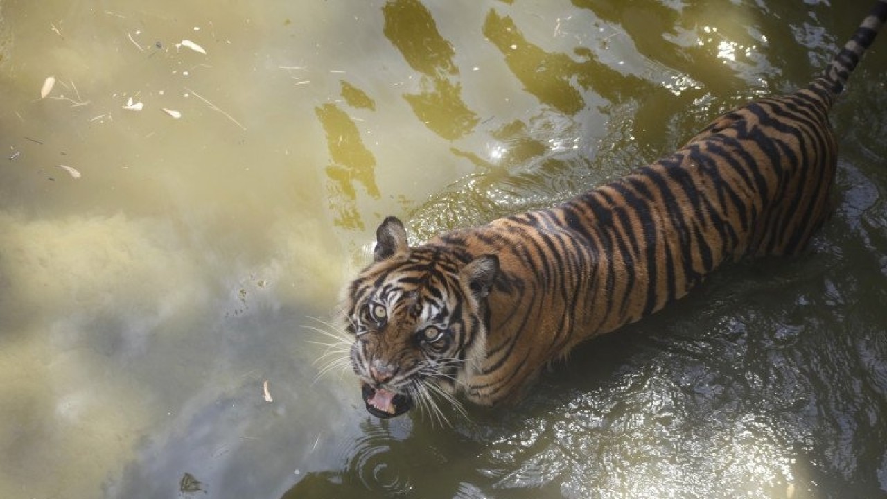 Harimau Sumatra. (Antara)