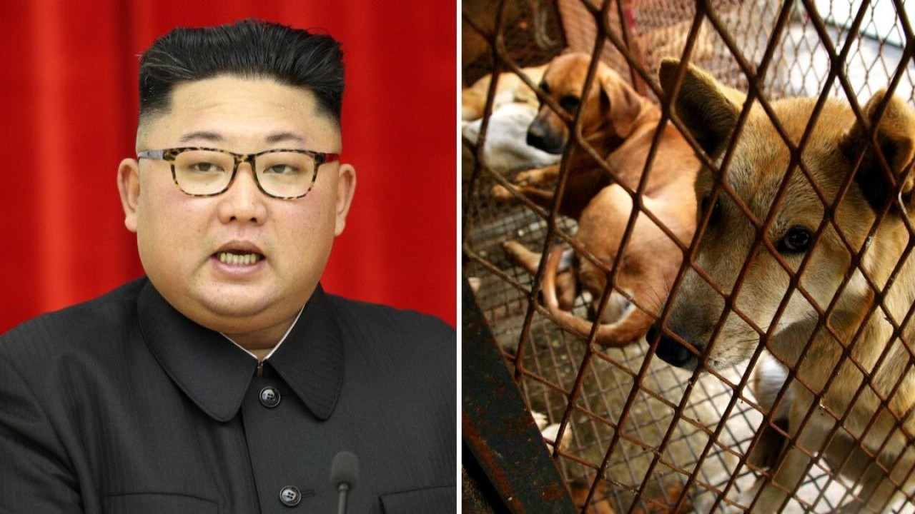 Kim Jong-un larang warga Korea Utara pelihara anjing/ist