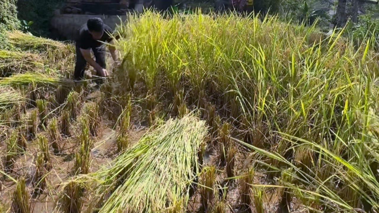 Endang Mulyana, ayah Lesti Kejora sedang nyabit padi di sawah/Instagram