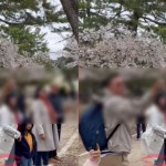 Diduga Turis Asal Indonesia Rontokkan Bunga Sakura-1713020705