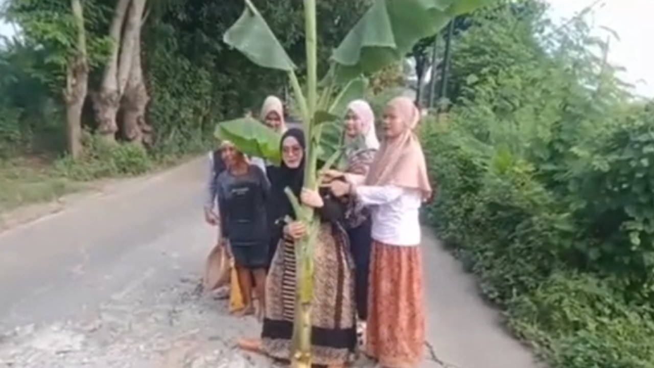 Emak-emak tanam pohon pisang di jalan berlubang