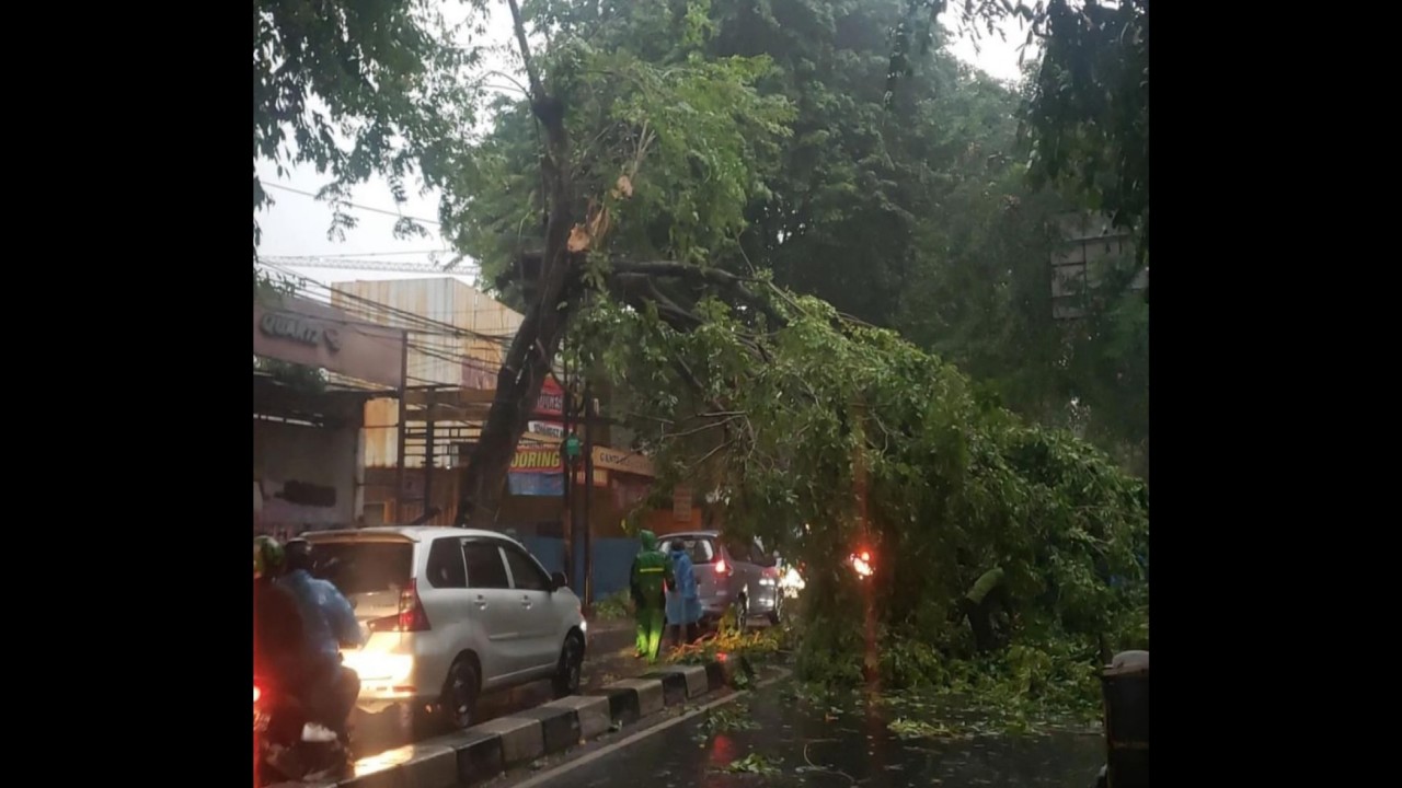Pohon tumbang di sekitar Pasar Palmerah, Jakarta Barat. (Instagram)