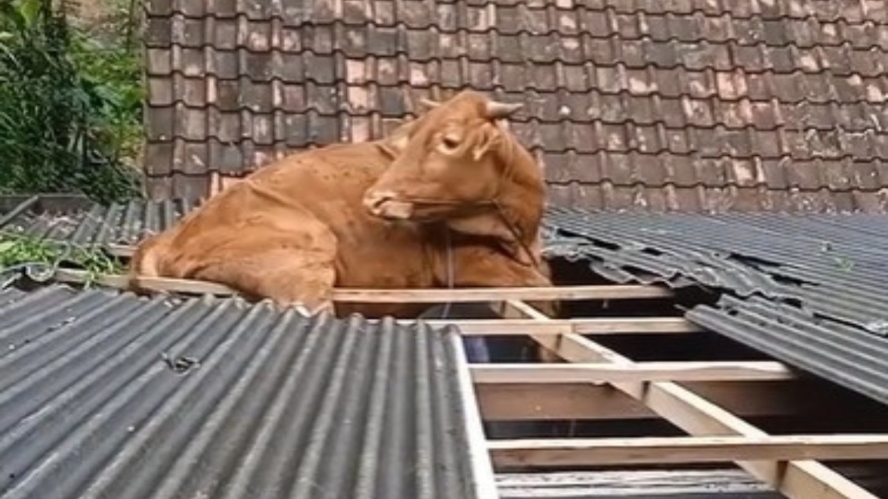 Seekor sapi berada di atas atap rumah seorang warga. (Tangkap layar)