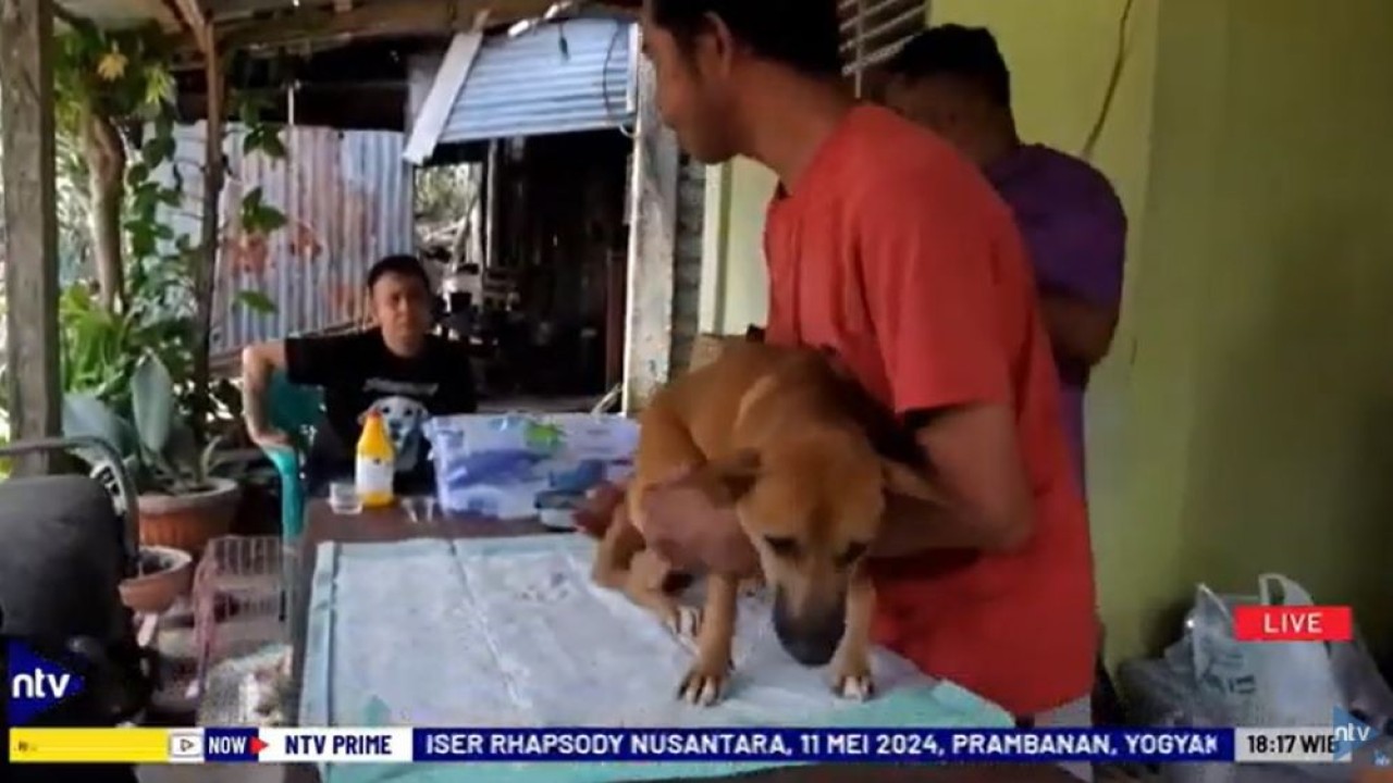 Hewan peliharaan yang terluka akibat terkena abu vulkanik Gunung Ruang dibawa ke tempat penampungan sementara untuk mendapatkan perawatan.