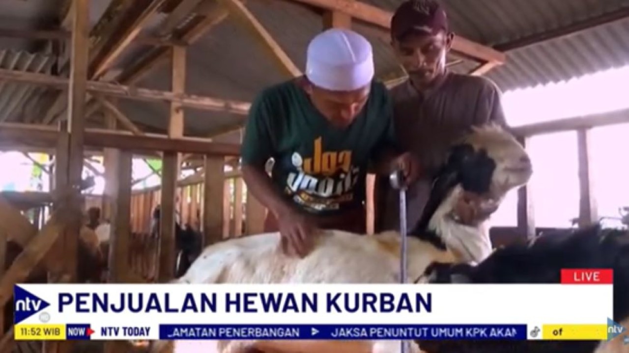 Pedagang kambing kurban di Kabupaten Lumajang panen cuan karena ramai orderan