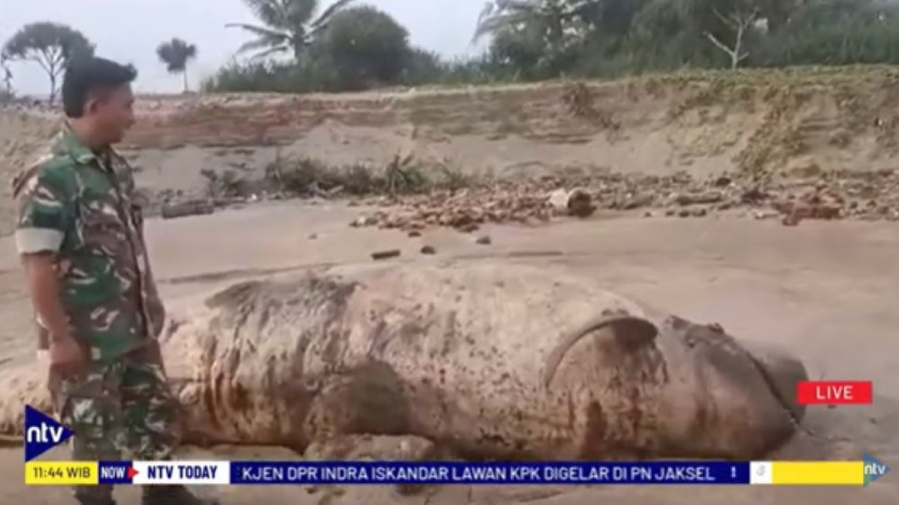 Paus sepanjang 5 meter mati akibat terdampar di Pantai Banten