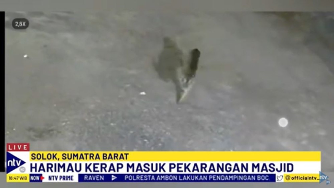 Harimau Sumatera terekam CCTV memasuki pekarangan masjid Alisma Alius di Solok, Sumbar/tangkapan layar NTV