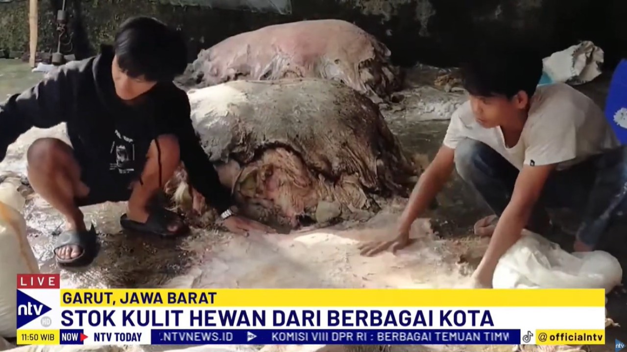 Perajin di Sukaregang Garut, Jawa Barat, kebanjiran pasokan kulit hewan kurban.