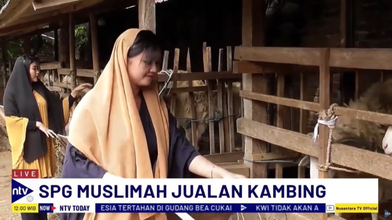 Seorang pedagang kambing kurban di Bantul, Daerah Istimewa Yogyakarta (DIY), Adi Karnadi, menggunakan jasa SPG cantik untuk menarik pembeli.