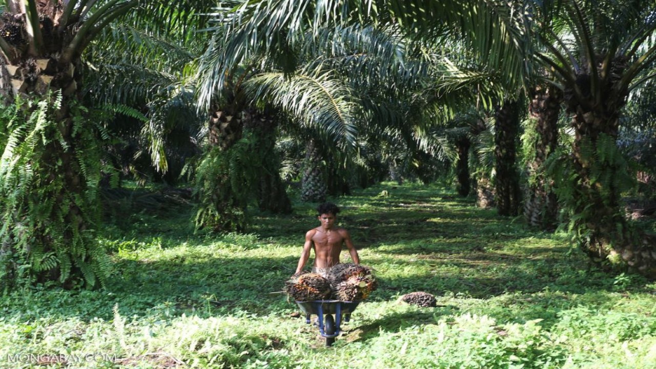 Perkebunan kelapa sawit/ist