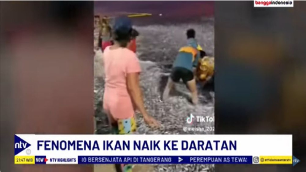 Warga ramai-ramai memanen ribuan ikan yang naik ke darat di Pantai Garut Selatan