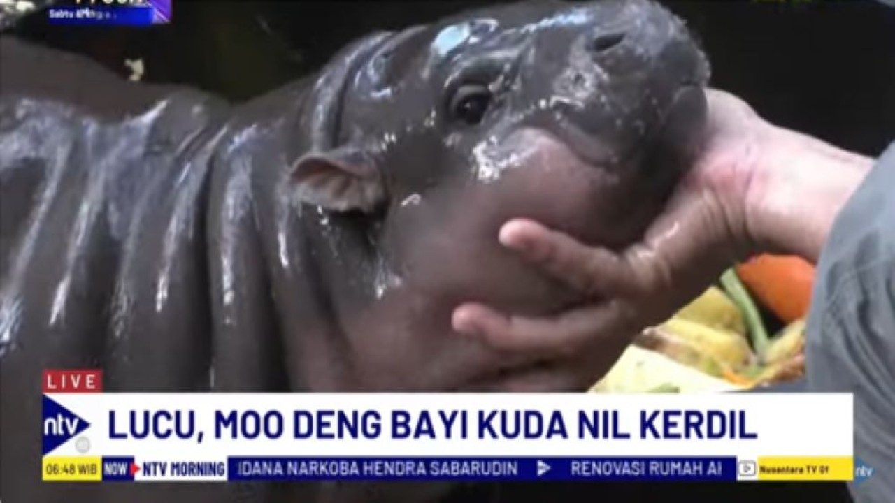 Moo Deng bayi kuda nil kerdil di kebun binatang Thailand