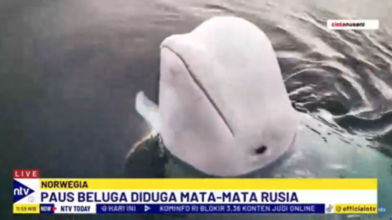 Hvaldimir Paus Beluga diduga mata-mata Rusia