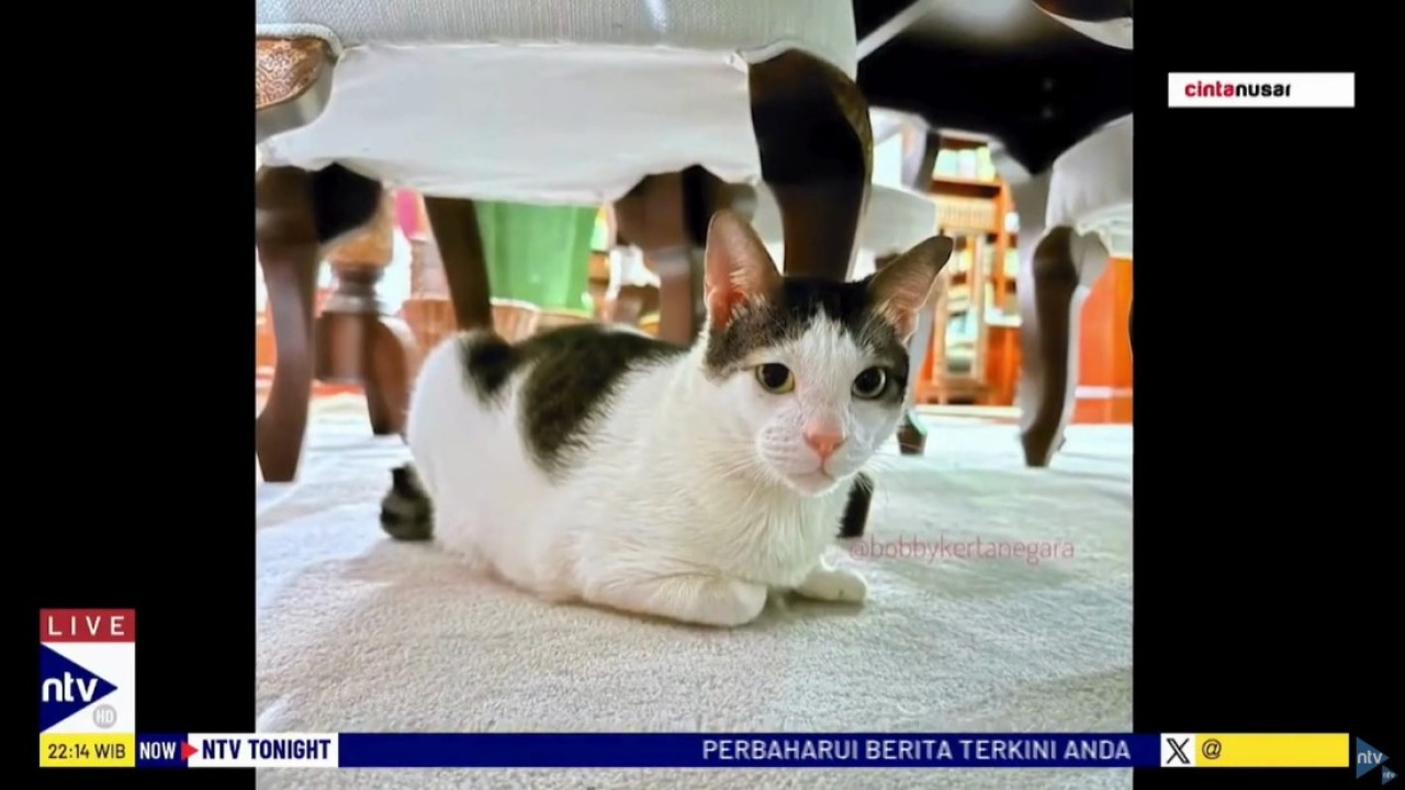 Bobby Kertanegara, kucing kesayangan Prabowo Subianto yang turut diboyong ke Istana Negara.