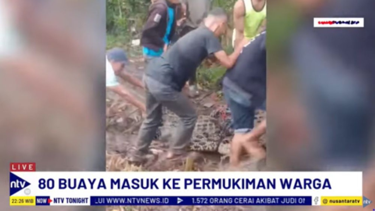 Warga menangkap buaya yang lepas dari penangkaran