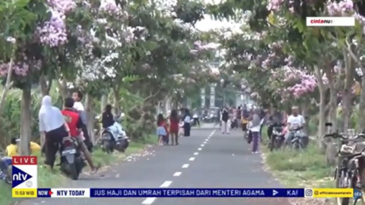 Ratusan masyarakat menikmati pesona keindahan bunga Tabe Buya bermekaran di jalan Desa Soropaten, Klaten, Jateng/tangkapan layar NTV