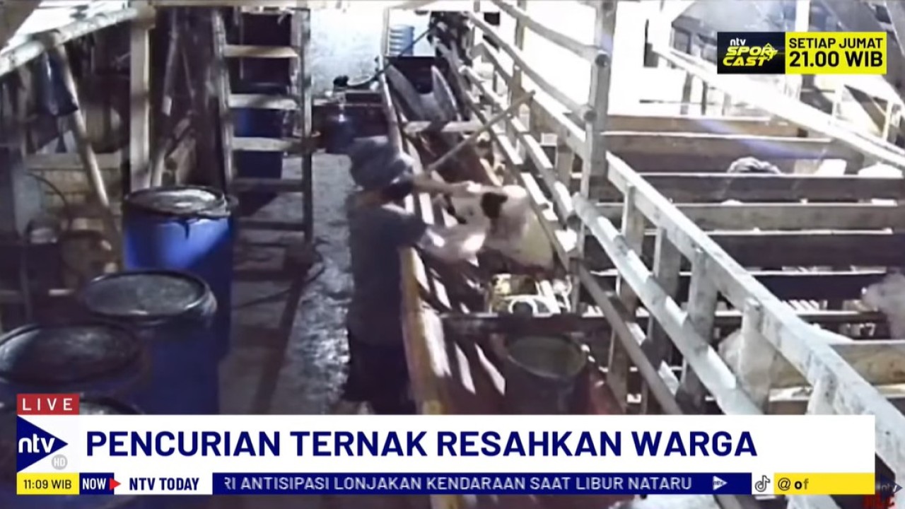 Aksi pencurian hewan ternak di Kabupaten Bekasi, Jawa Barat, terekam CCTV.